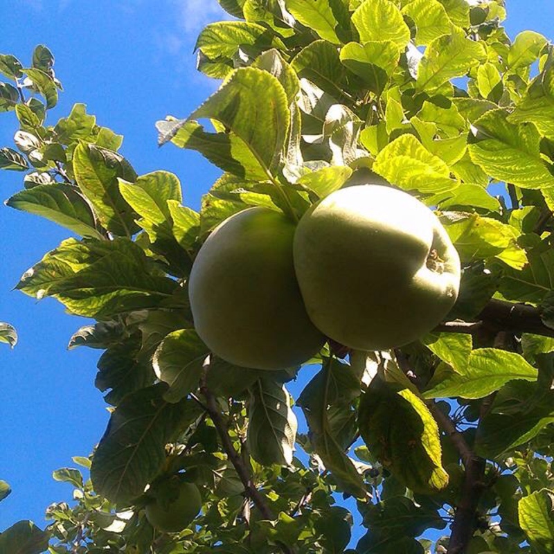 Apple Howgate Wonder in the GardenTags plant encyclopedia