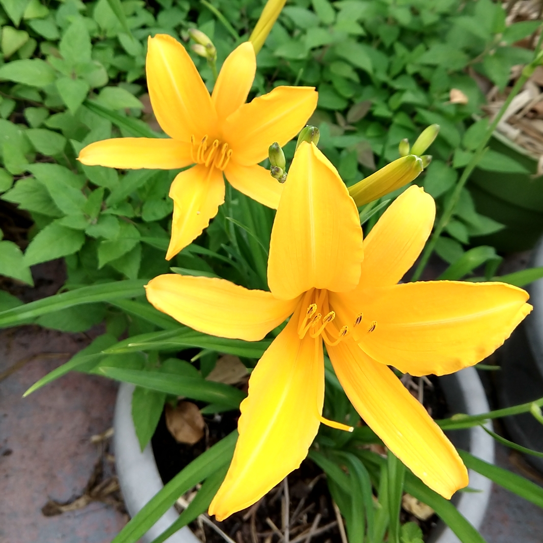 Daylily Aztec Gold in the GardenTags plant encyclopedia