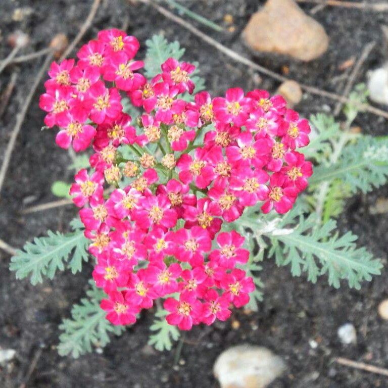 Yarrow Lilac Beauty in the GardenTags plant encyclopedia