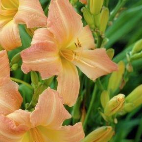 Daylily Childrens Festival in the GardenTags plant encyclopedia