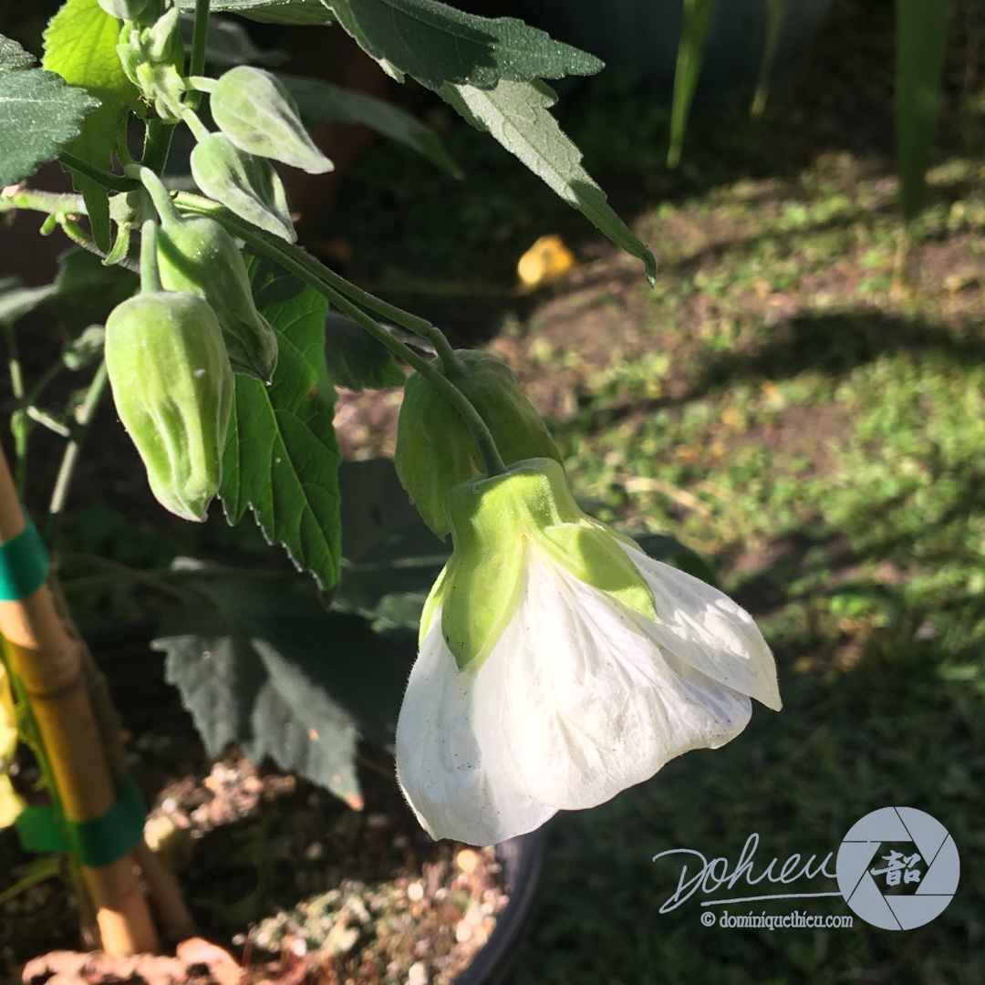 Flowering Maple Moonbeam in the GardenTags plant encyclopedia