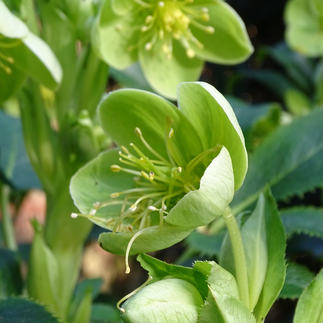 Hellebore (Species) Tibetan Hellebore in the GardenTags plant encyclopedia