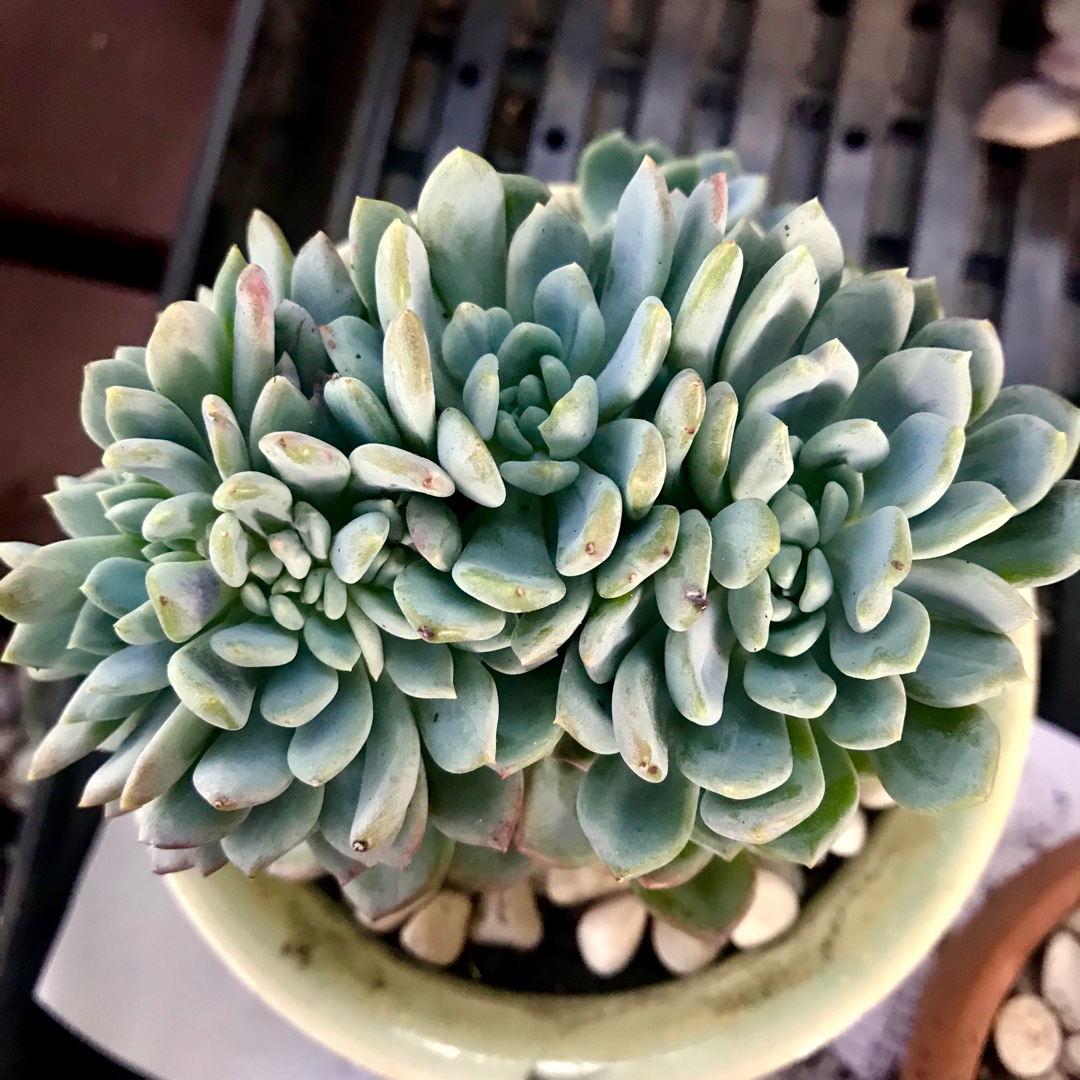 Pachyveria Scheideckeri Crested Form in the GardenTags plant encyclopedia