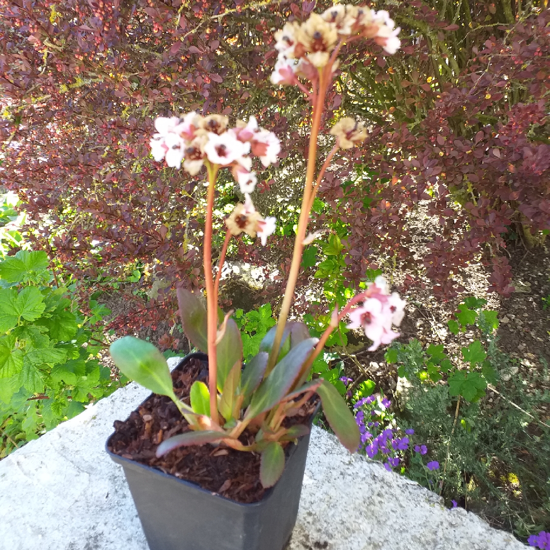 Elephants Ears Angel Kiss in the GardenTags plant encyclopedia