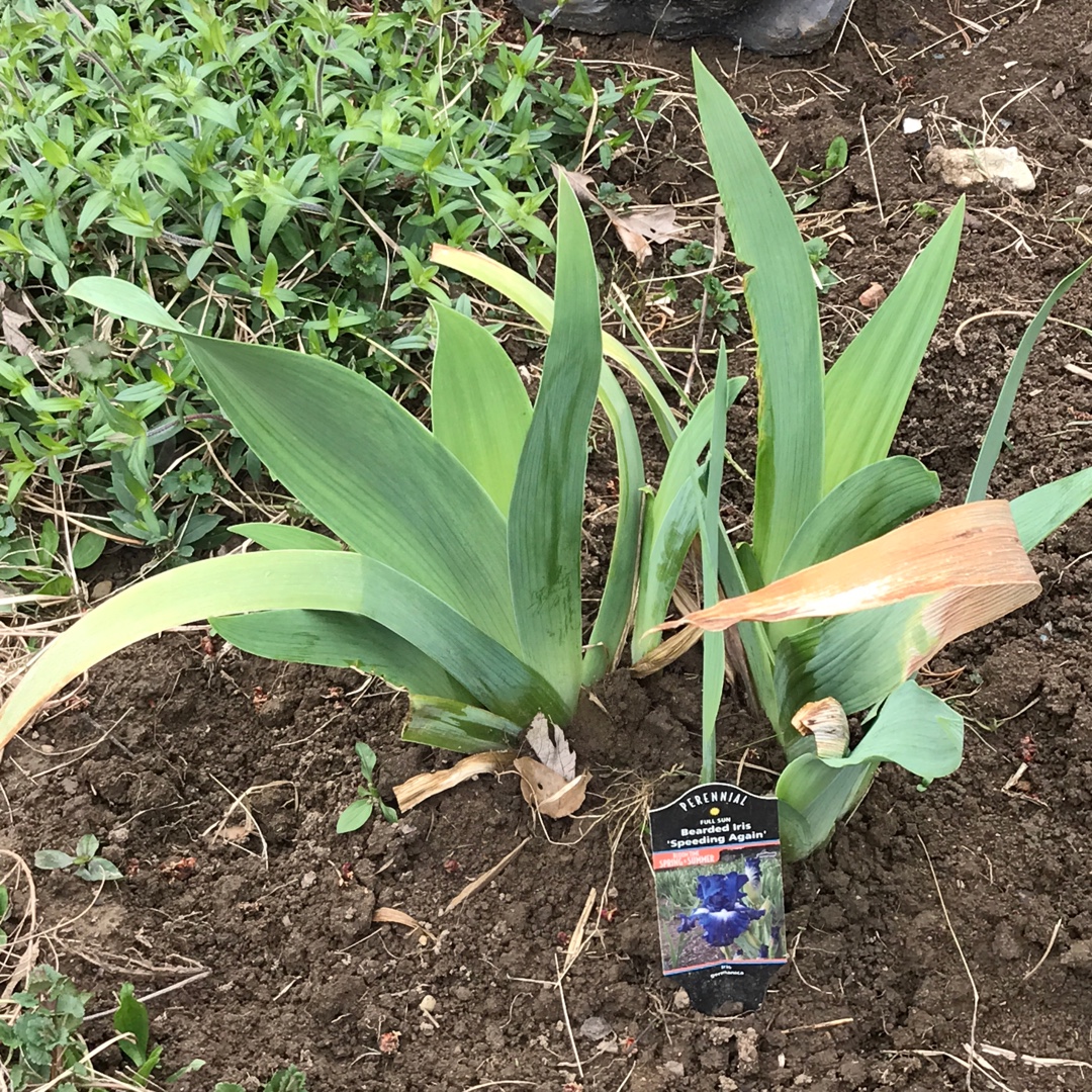 Bearded Iris Speeding Again (Tall) in the GardenTags plant encyclopedia