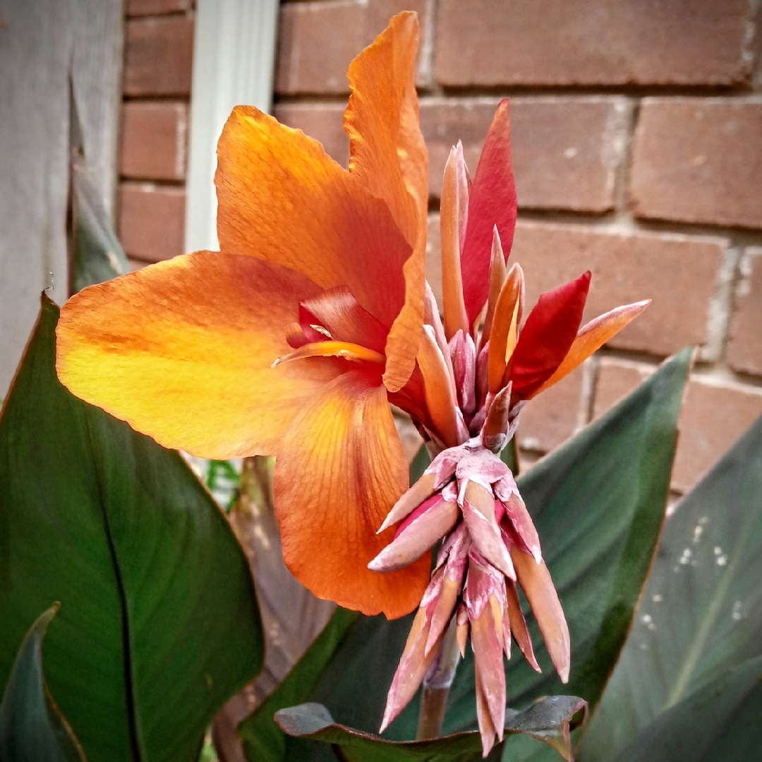 Canna Cannova Bronze Orange in the GardenTags plant encyclopedia