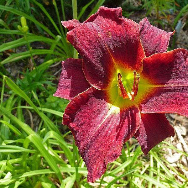 Daylily Ed Murray in the GardenTags plant encyclopedia