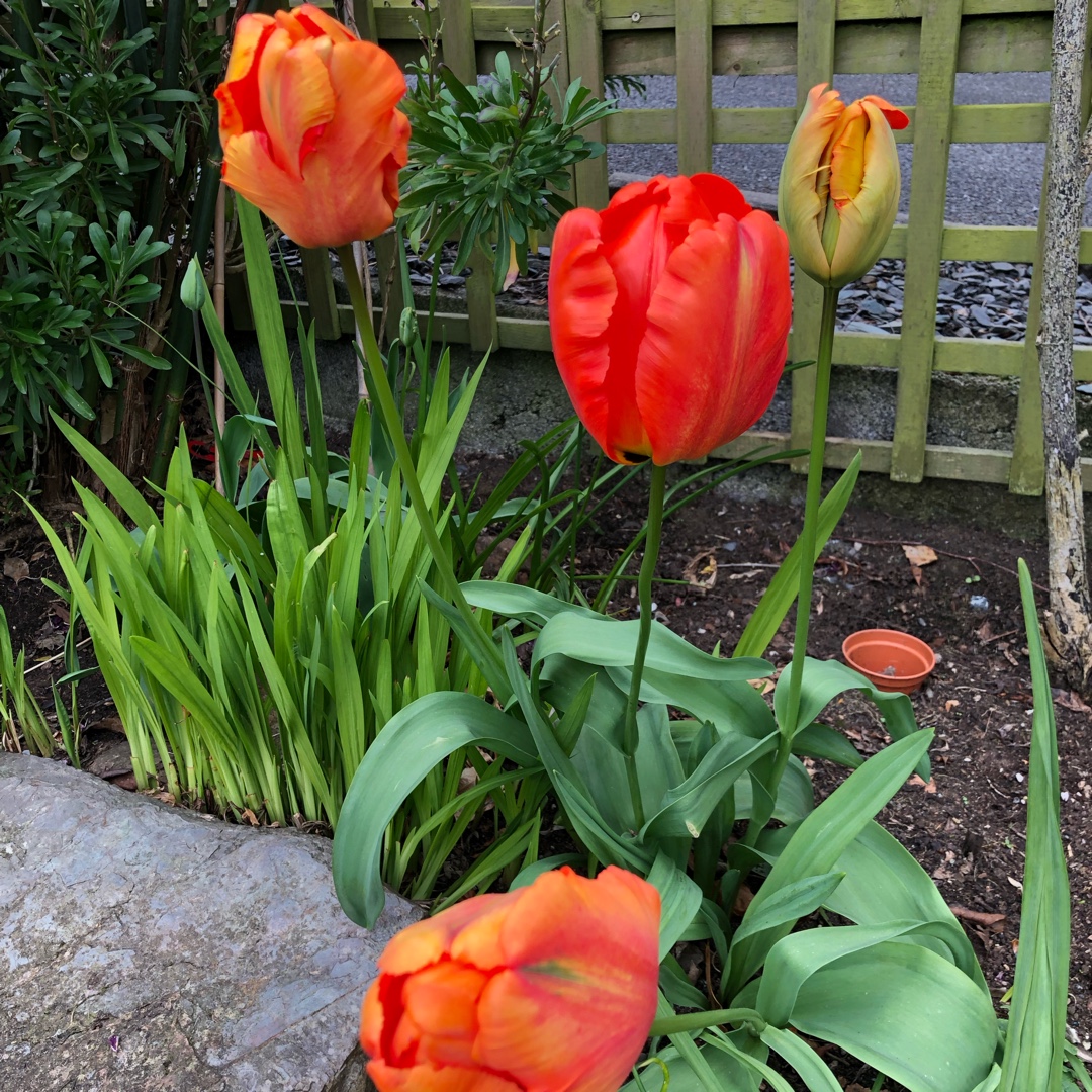 Tulip Flower Power (Parrot) in the GardenTags plant encyclopedia