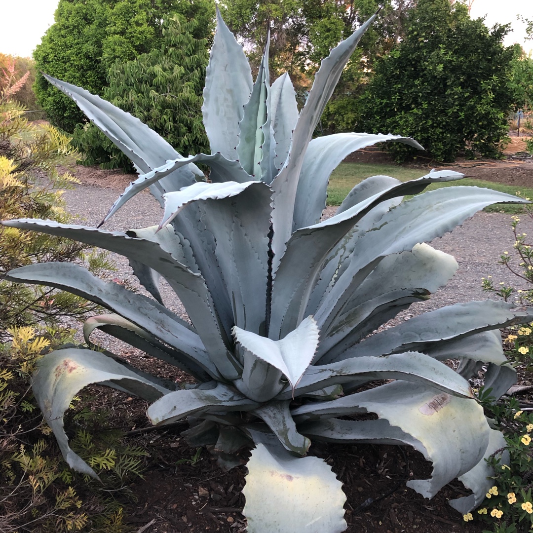 Agave Beauleriana, Agave 'Beauleriana' in GardenTags plant encyclopedia