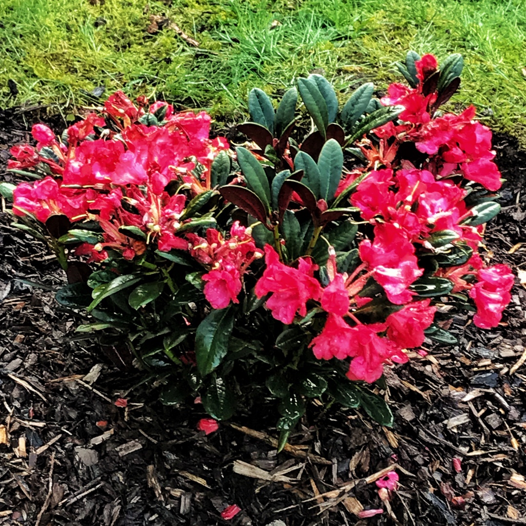 Rhododendron Burletta in the GardenTags plant encyclopedia