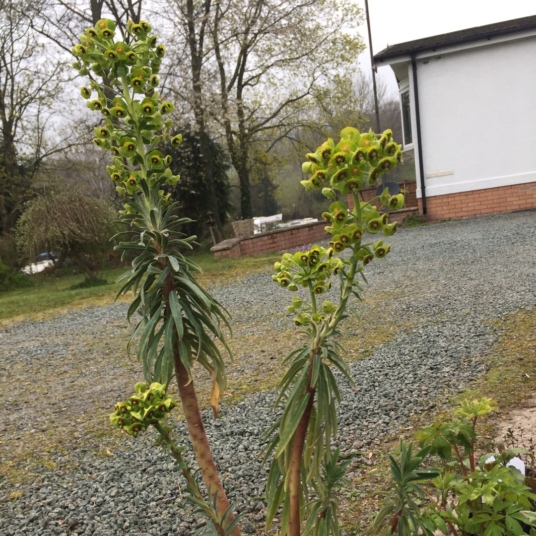 Mediterranean Spurge Blue Wonder in the GardenTags plant encyclopedia