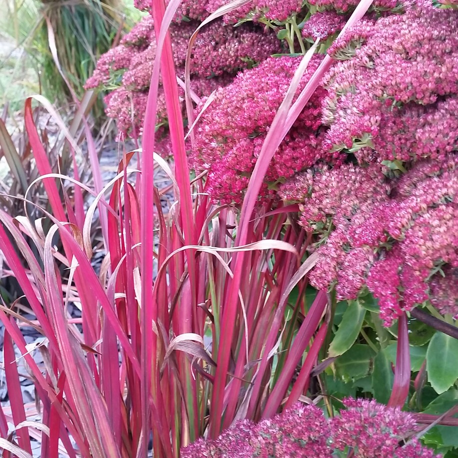 Red switch grass in the GardenTags plant encyclopedia