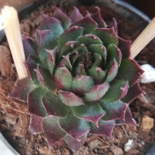 Sempervivum Royal Ruby in the GardenTags plant encyclopedia