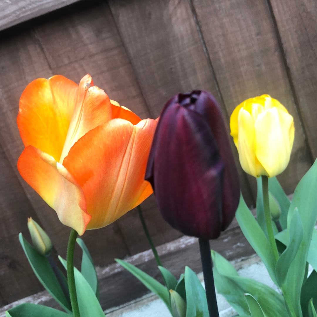 Tulip Continental (Triumph) in the GardenTags plant encyclopedia