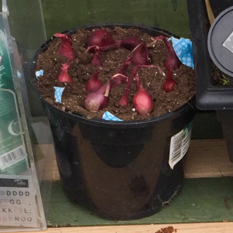 Onion Red Baron in the GardenTags plant encyclopedia