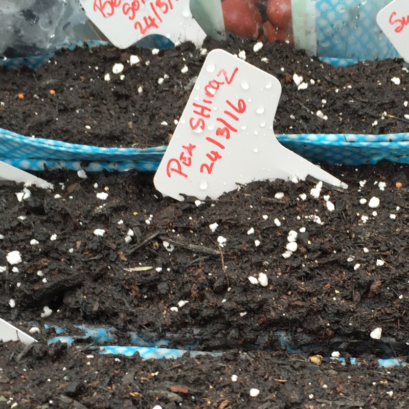 Pea Shiraz in the GardenTags plant encyclopedia