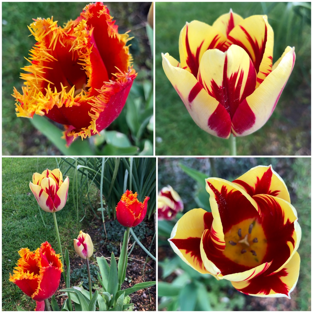 Tulip Davenport (Fringed) in the GardenTags plant encyclopedia