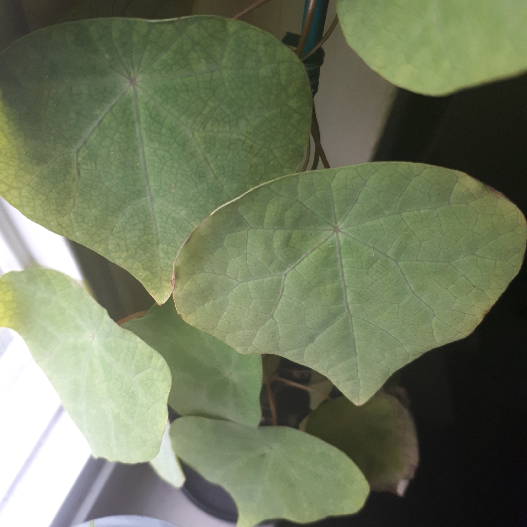 Climbing Rock Plant in the GardenTags plant encyclopedia