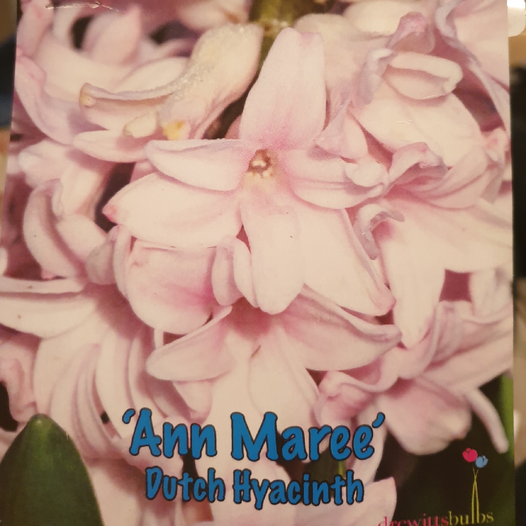 Hyacinth Anna Marie in the GardenTags plant encyclopedia