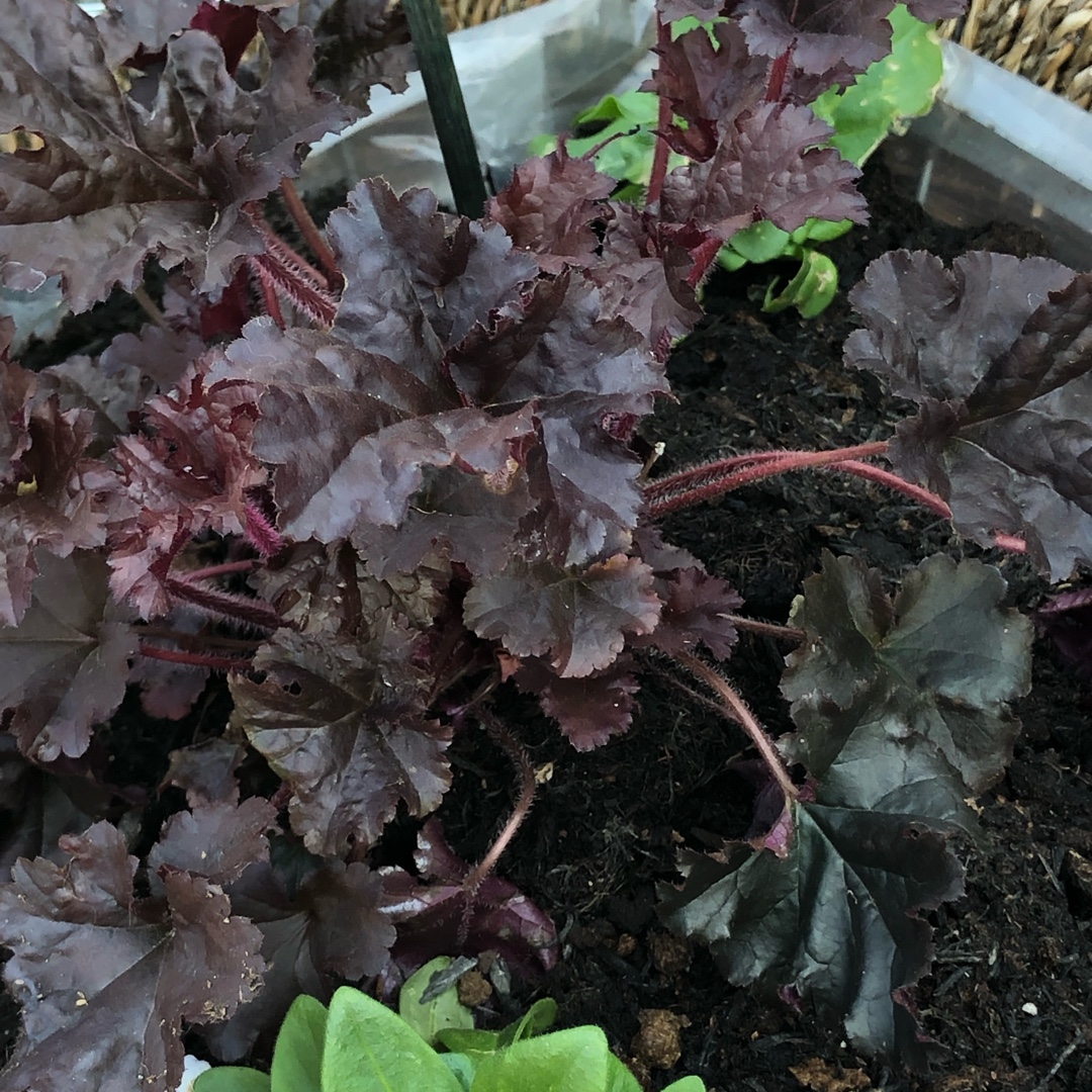 Heuchera 'Dark Secret', Alumroot 'Dark Secret' in GardenTags plant ...