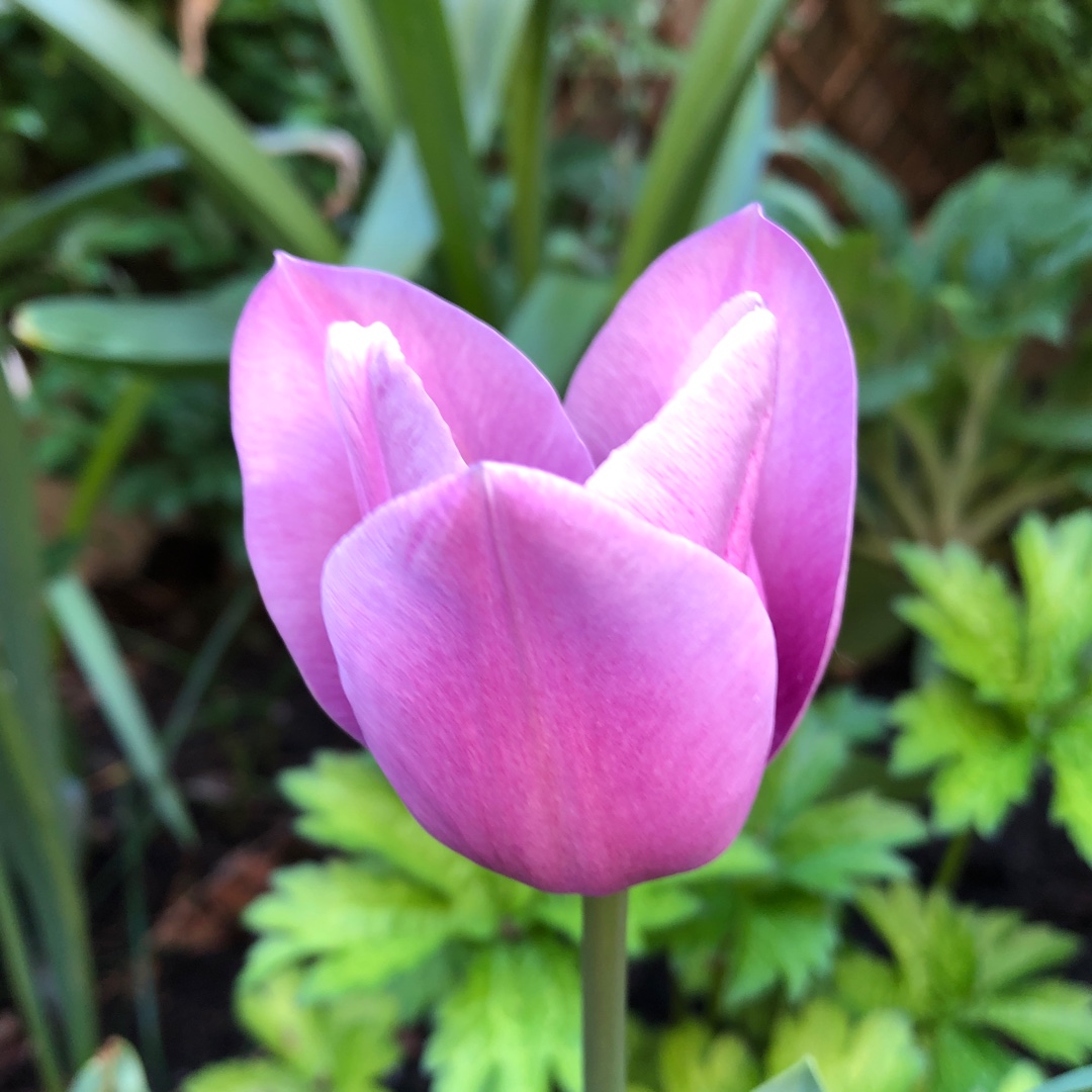 Tulip Violet Beauty (Single Late) in the GardenTags plant encyclopedia