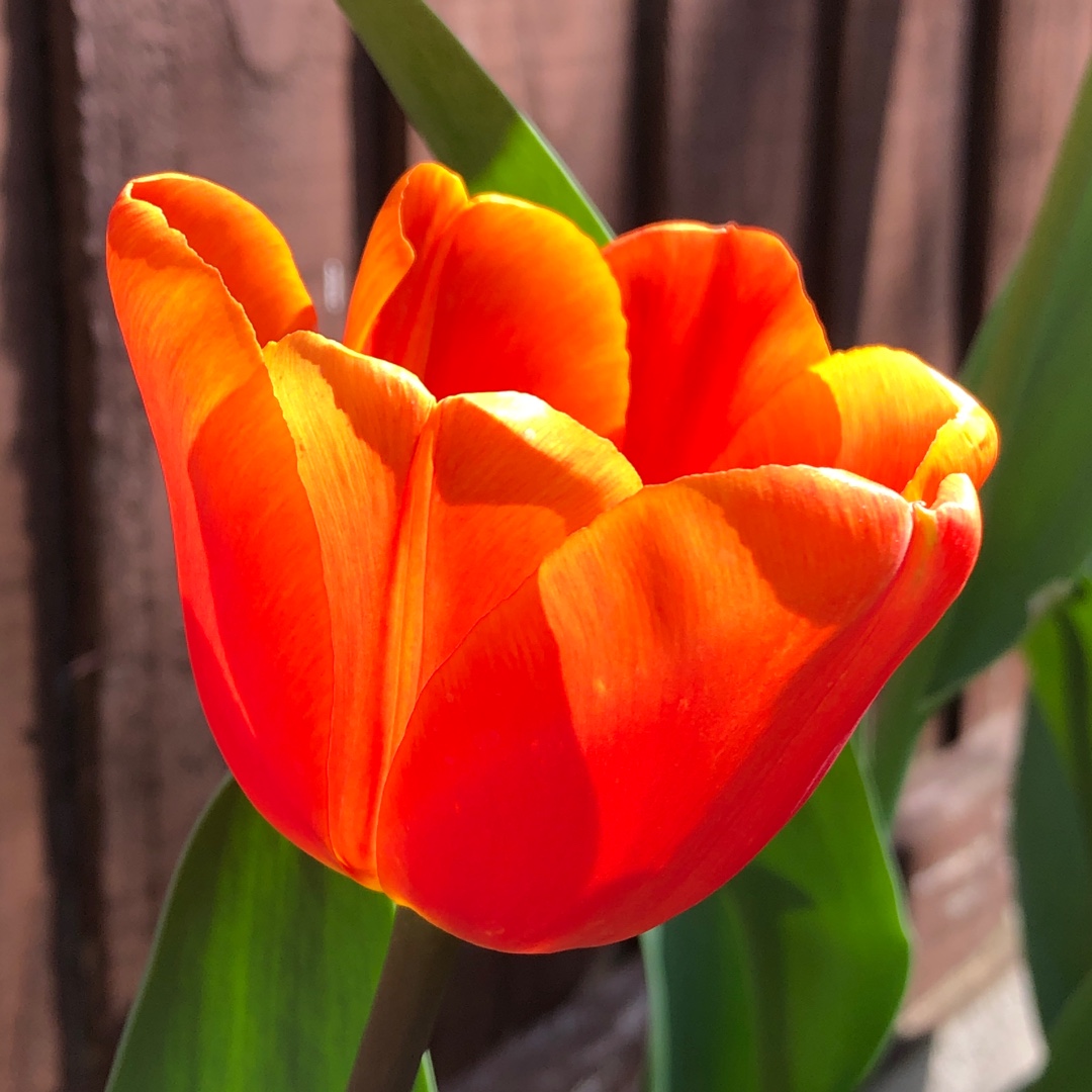 Tulip Annie Schilder (Triumph) in the GardenTags plant encyclopedia