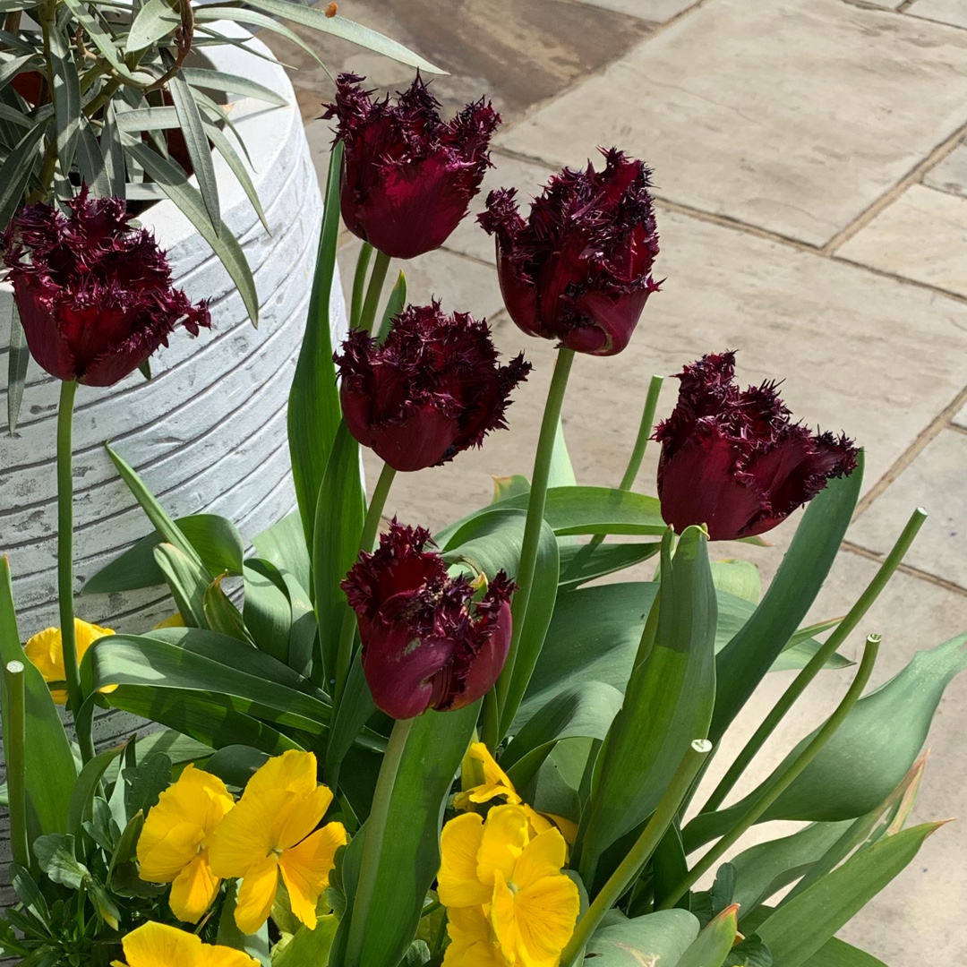 Tulip Labrador (Fringed) in the GardenTags plant encyclopedia