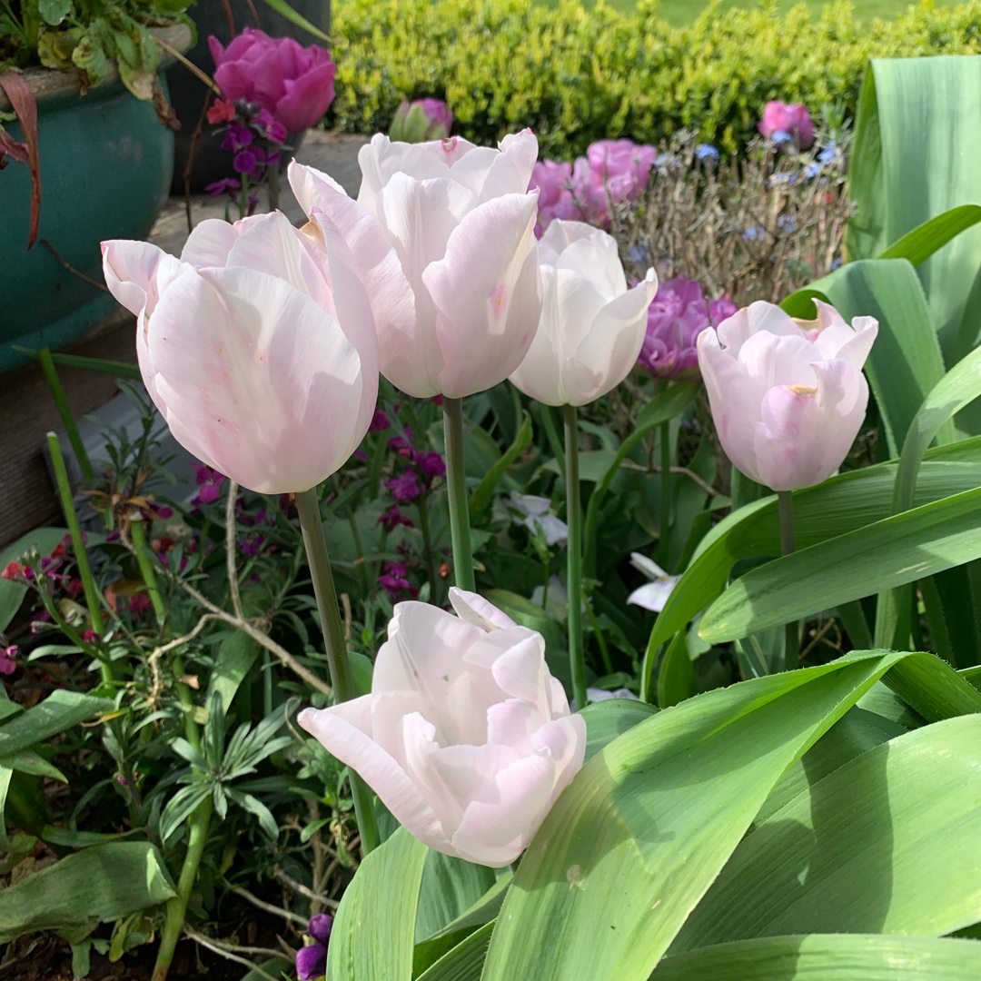 Tulip Alibi (Triumph) in the GardenTags plant encyclopedia