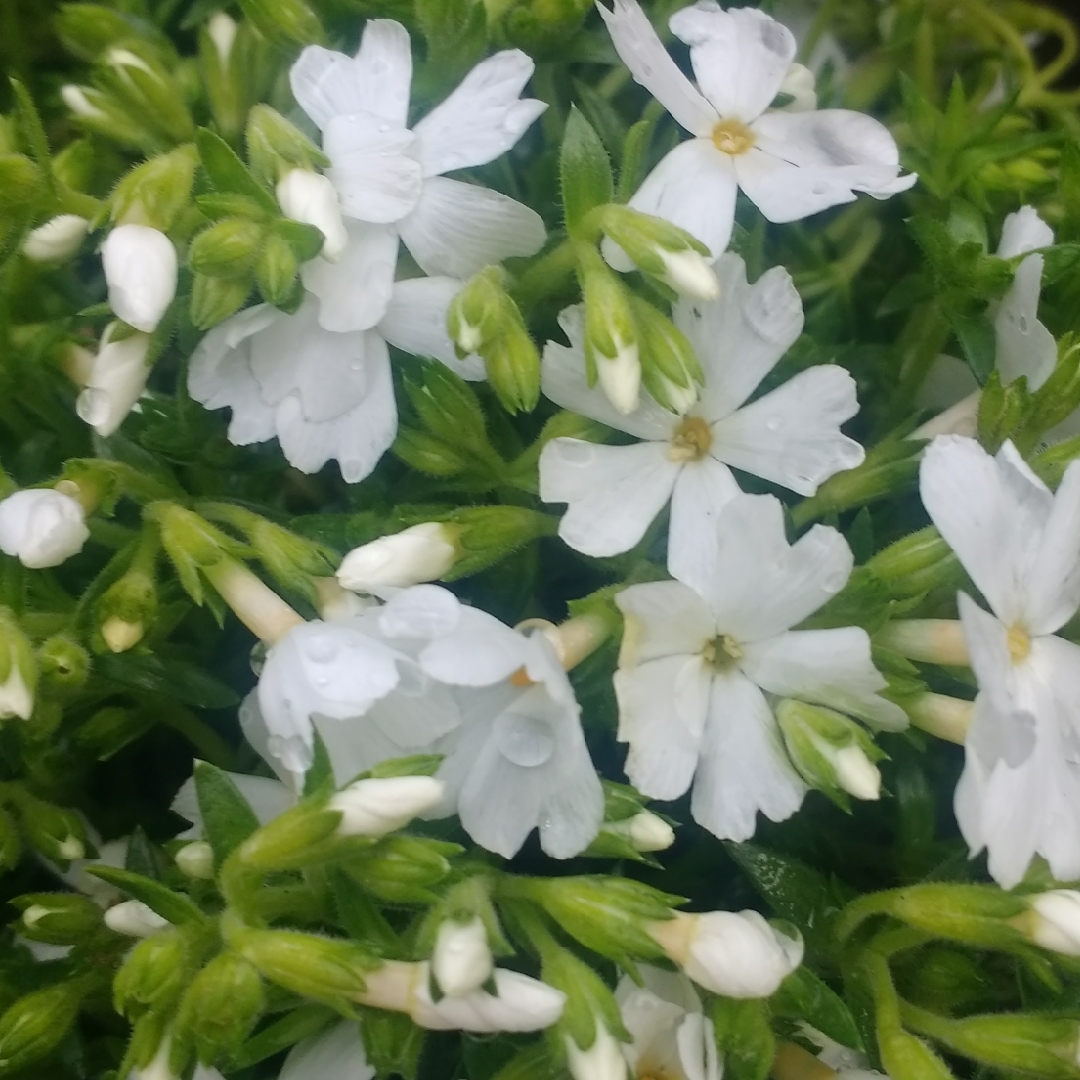 Phlox Subulata 'florphfawh' (fabulous Series) Syn. Phlox Subulata 