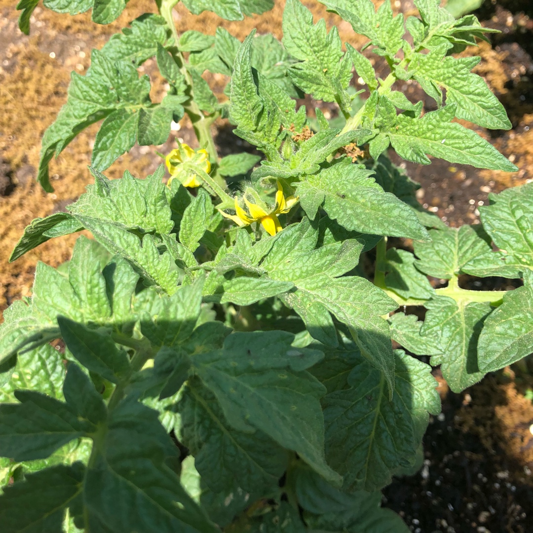 Tomato Patio in the GardenTags plant encyclopedia