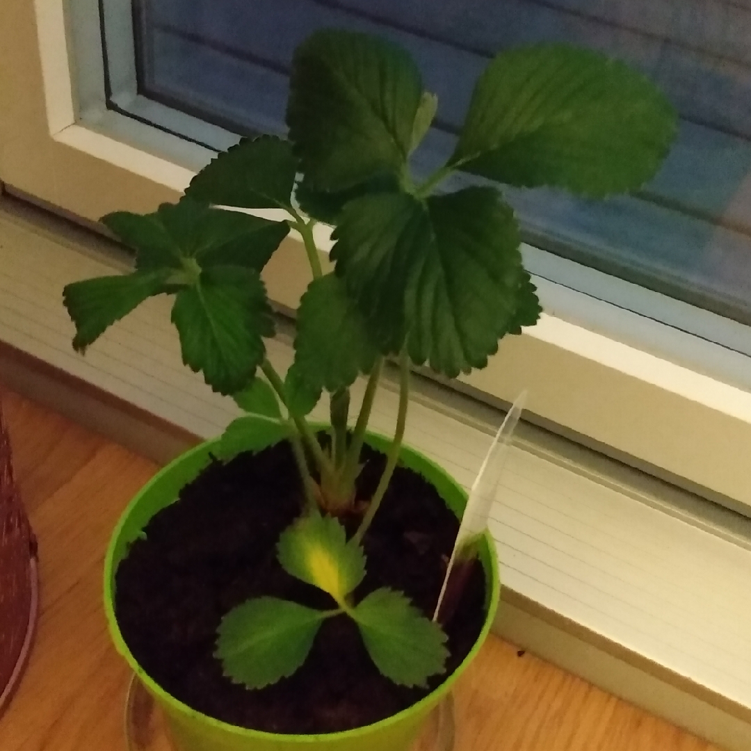 Strawberry Malwina in the GardenTags plant encyclopedia