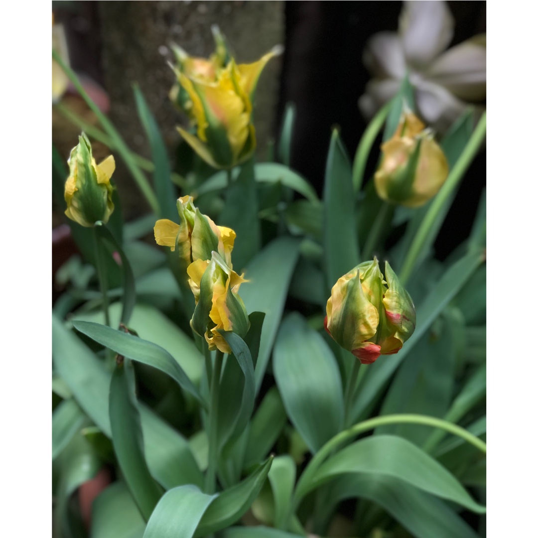 Tulip Golden Artist (Viridiflora) in the GardenTags plant encyclopedia