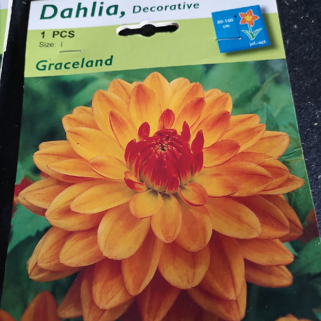 Dahlia Graceland (Decorative) in the GardenTags plant encyclopedia