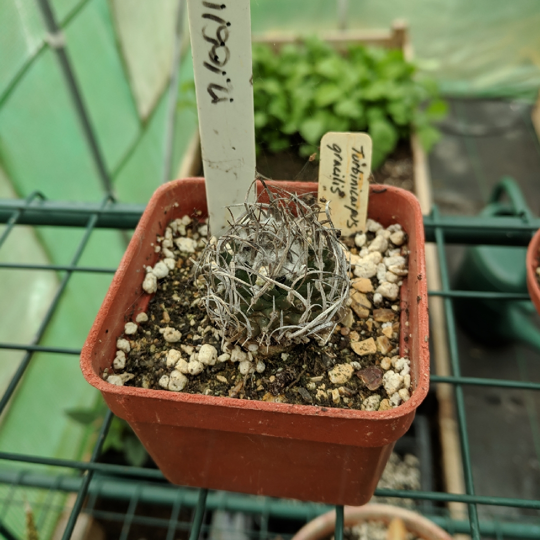 Uñita in the GardenTags plant encyclopedia