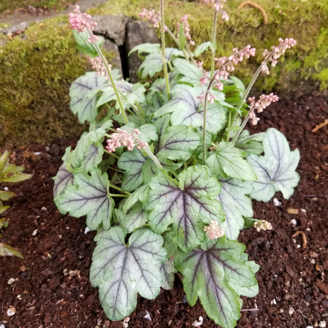 Foamy Bells Pink Fizz in the GardenTags plant encyclopedia