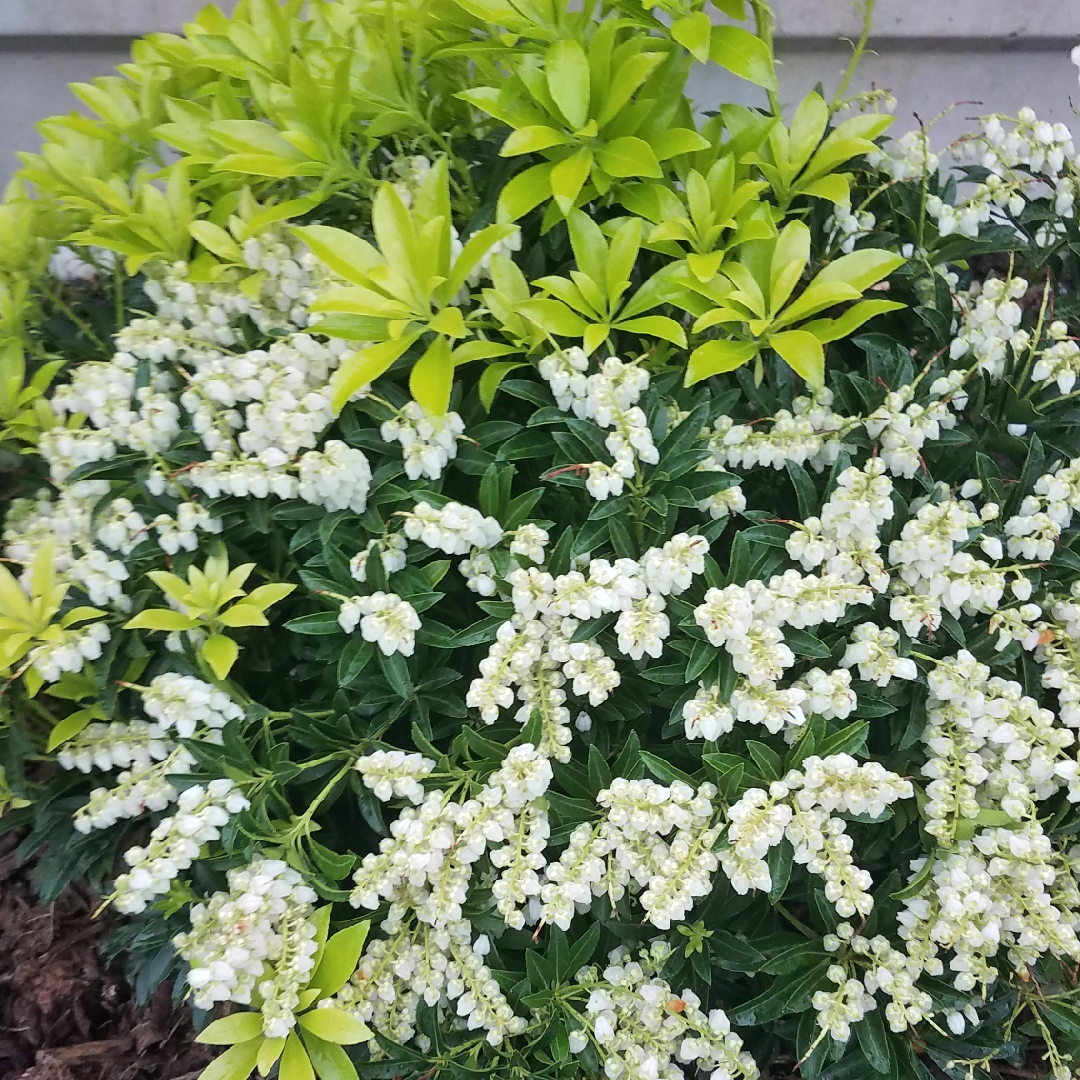 Pieris Debutante in the GardenTags plant encyclopedia