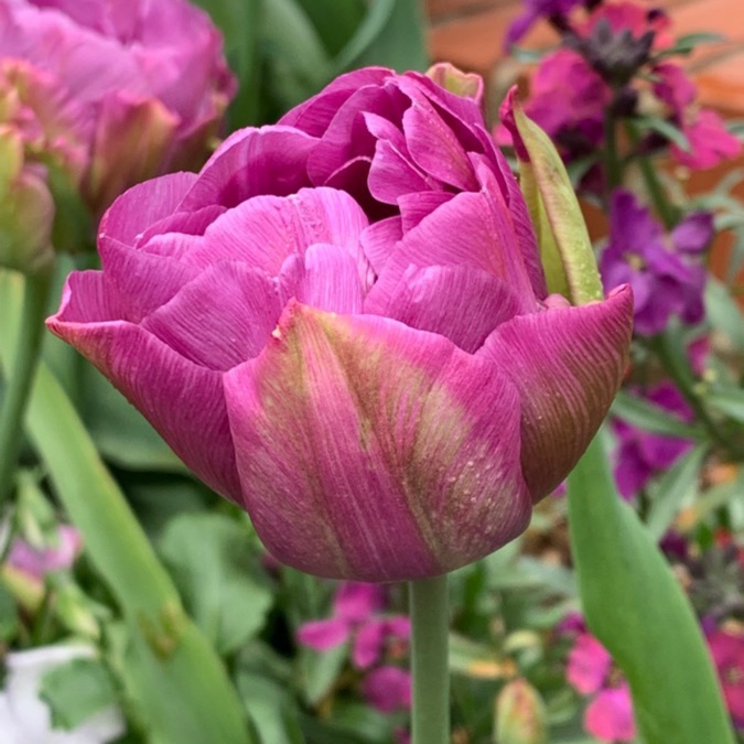 Tulip Chato (Double Late) in the GardenTags plant encyclopedia