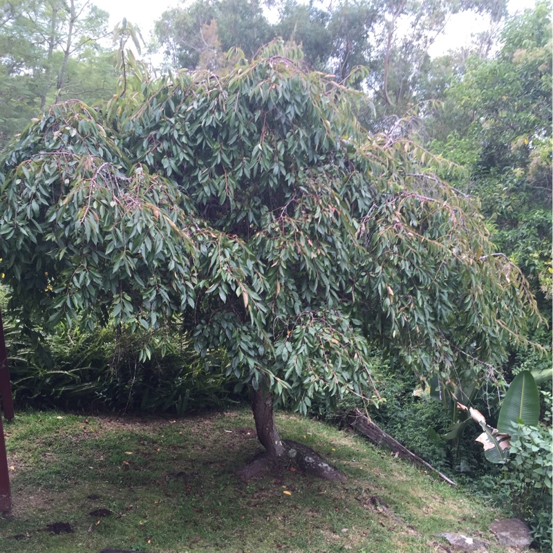 Weeping White Mulberry in the GardenTags plant encyclopedia