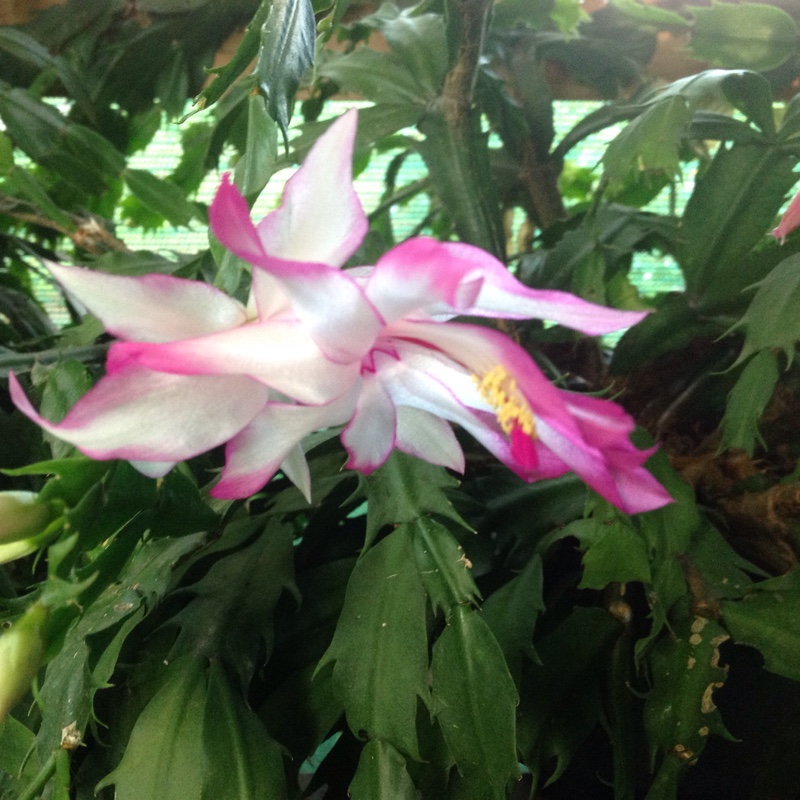 Zygocactus Madam Butterfly in the GardenTags plant encyclopedia