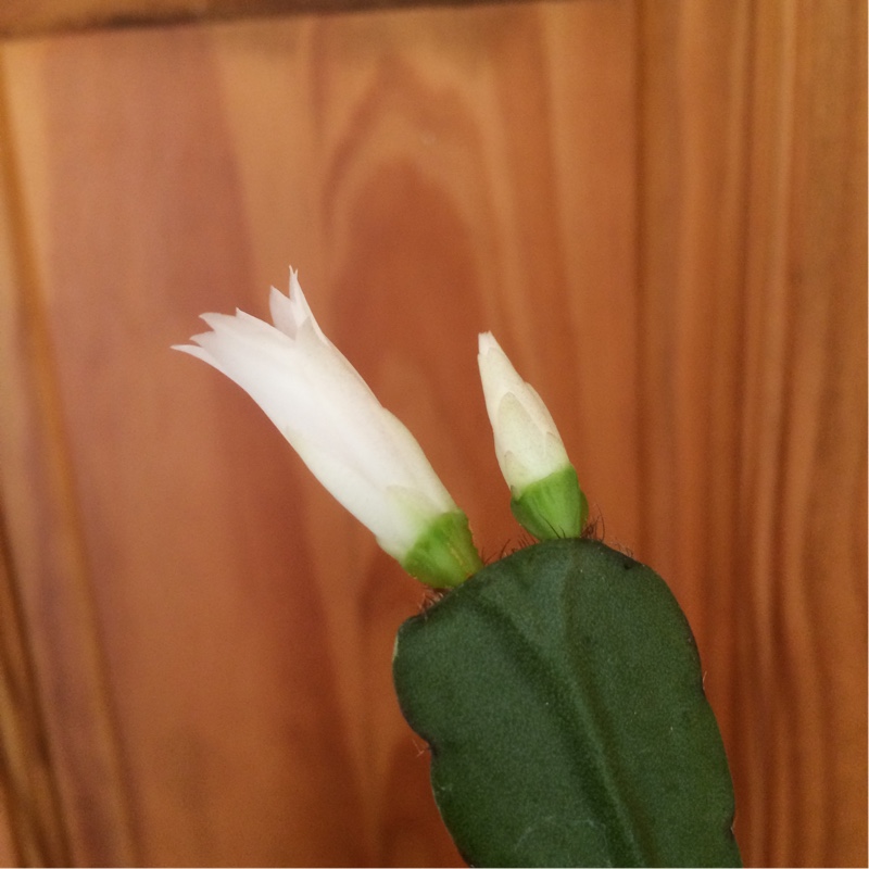 Easter Cactus Apache Spirit in the GardenTags plant encyclopedia