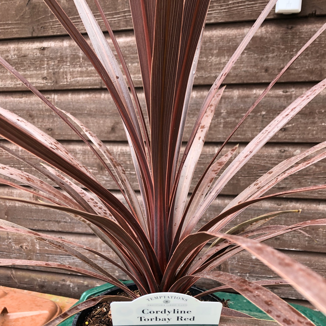 Cabbage Palm Torbay Red in the GardenTags plant encyclopedia