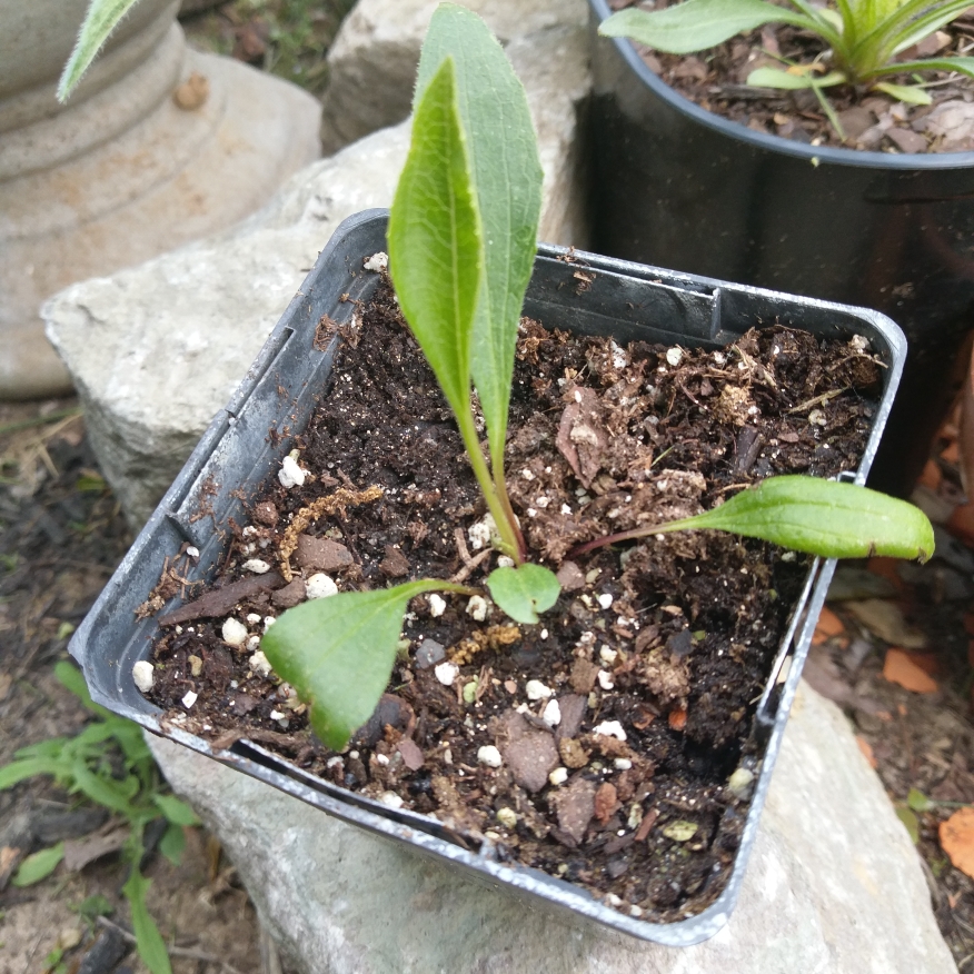 Smooth Purple Coneflower in the GardenTags plant encyclopedia