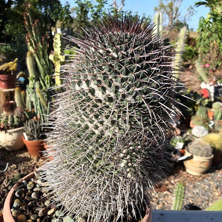 Mammillaria Gigantea in the GardenTags plant encyclopedia