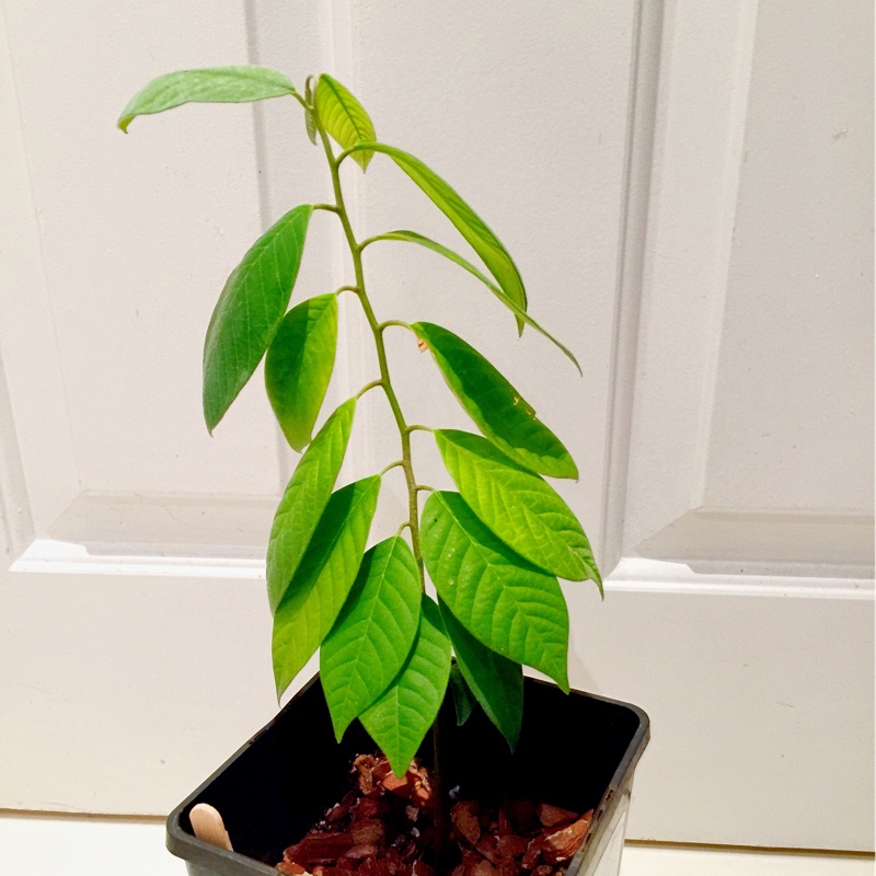 Apple Custard in the GardenTags plant encyclopedia