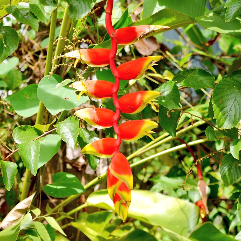 False bird-of-paradise in the GardenTags plant encyclopedia