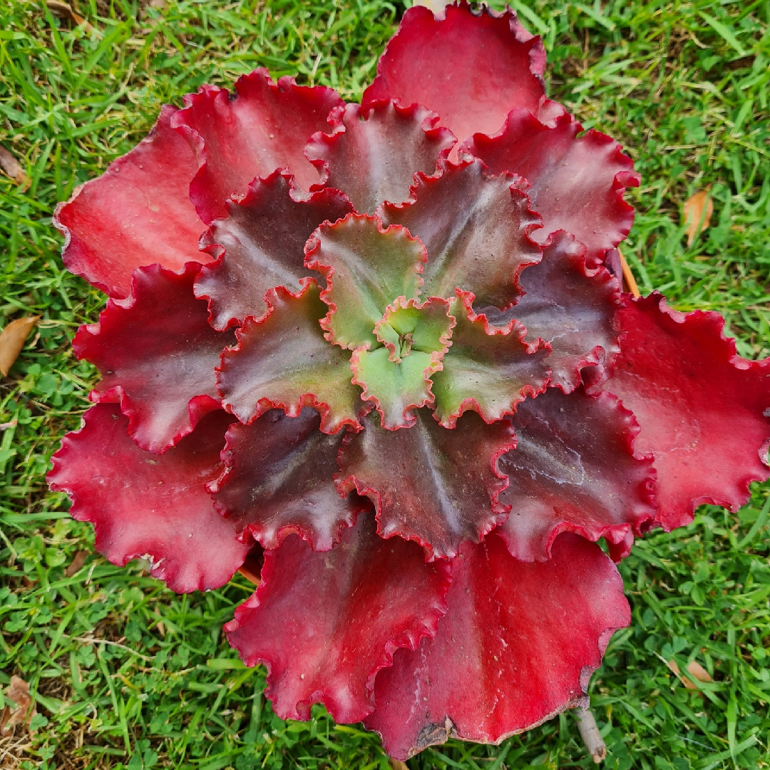 Echeveria Chocolate Melody in the GardenTags plant encyclopedia