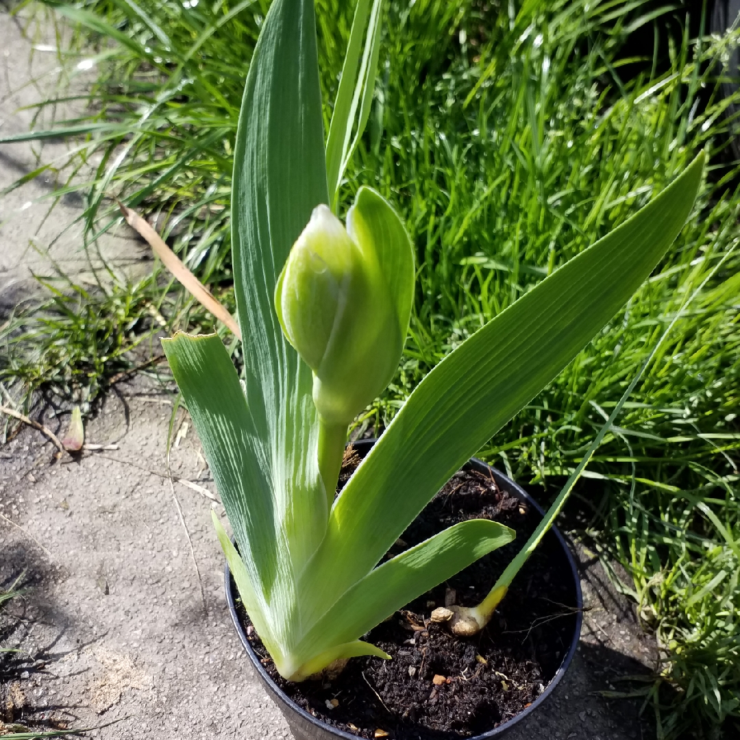 Bearded Iris Ringo (Tall) in the GardenTags plant encyclopedia