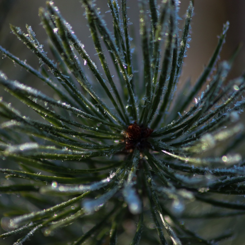 Scots pine in the GardenTags plant encyclopedia