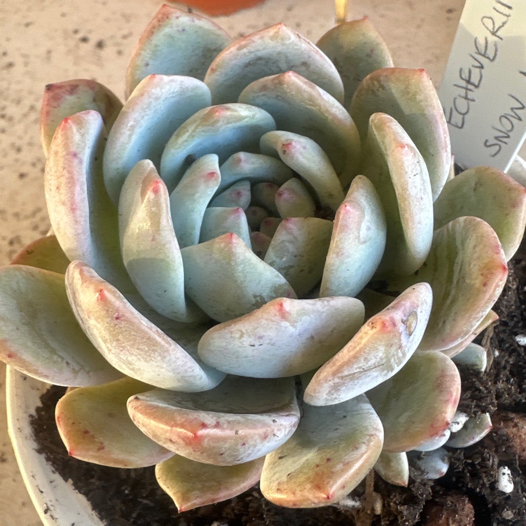 Echeveria Snow Angel in the GardenTags plant encyclopedia