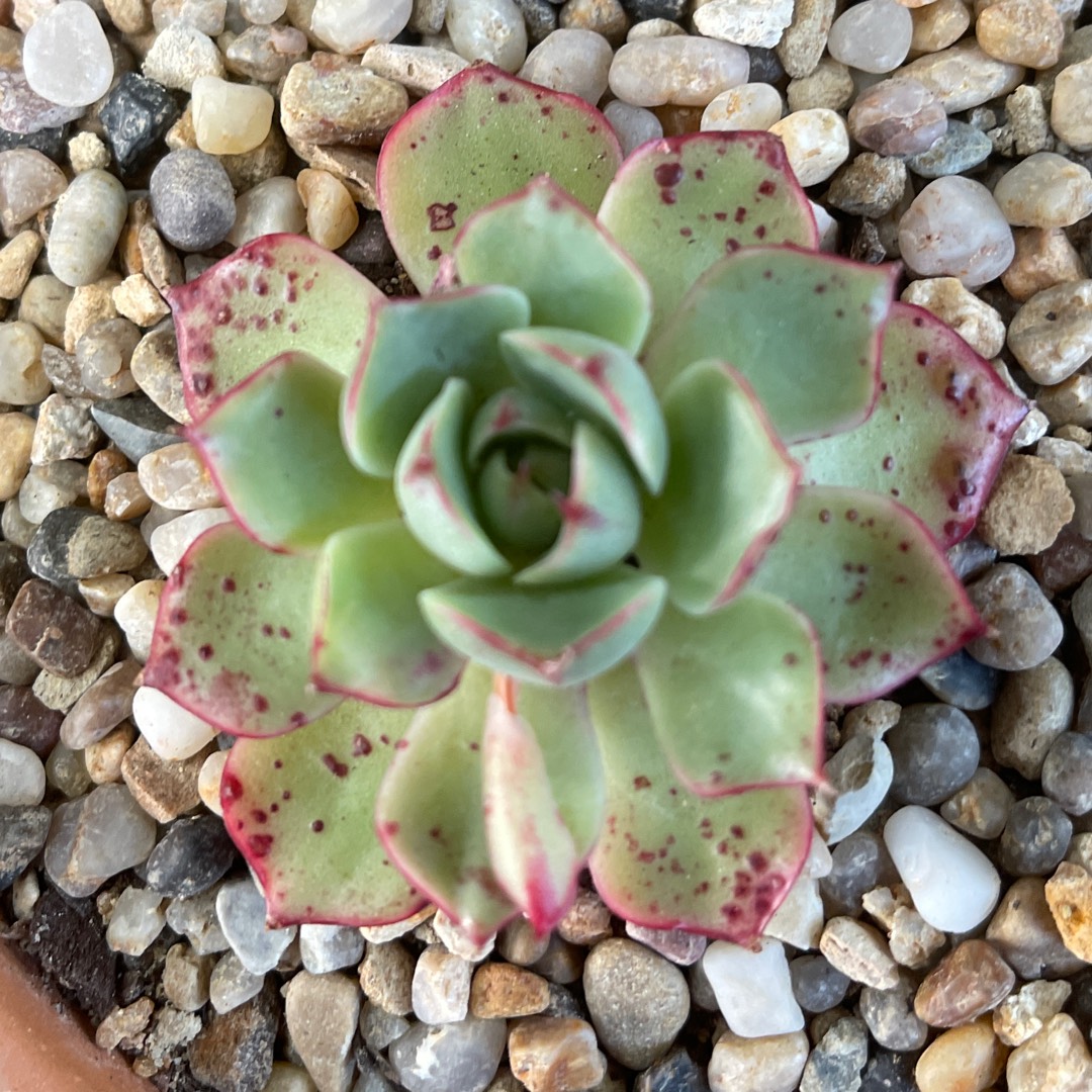 Echeveria Love Fire in the GardenTags plant encyclopedia